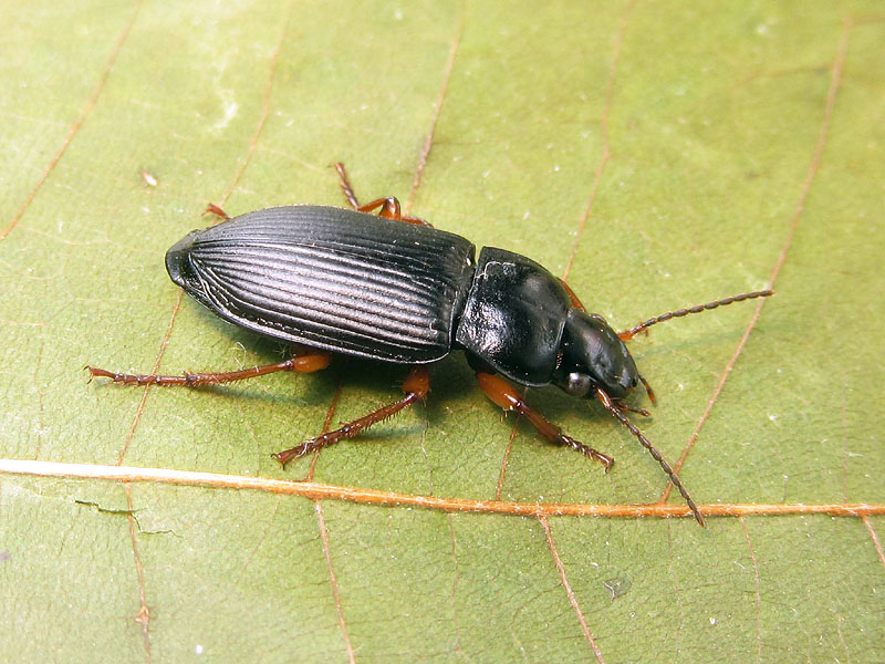 Carabidae:  Anisodactylus binotatus